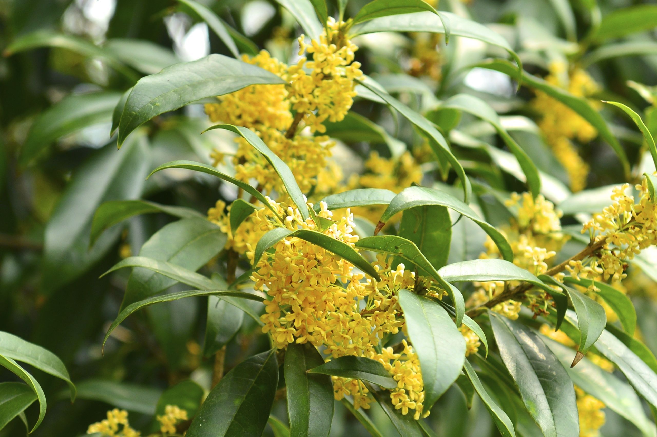 “十里飄香”桂花