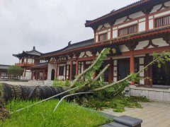 專(zhuān)業(yè)行動(dòng)，搶救受災銀杏樹(shù)！